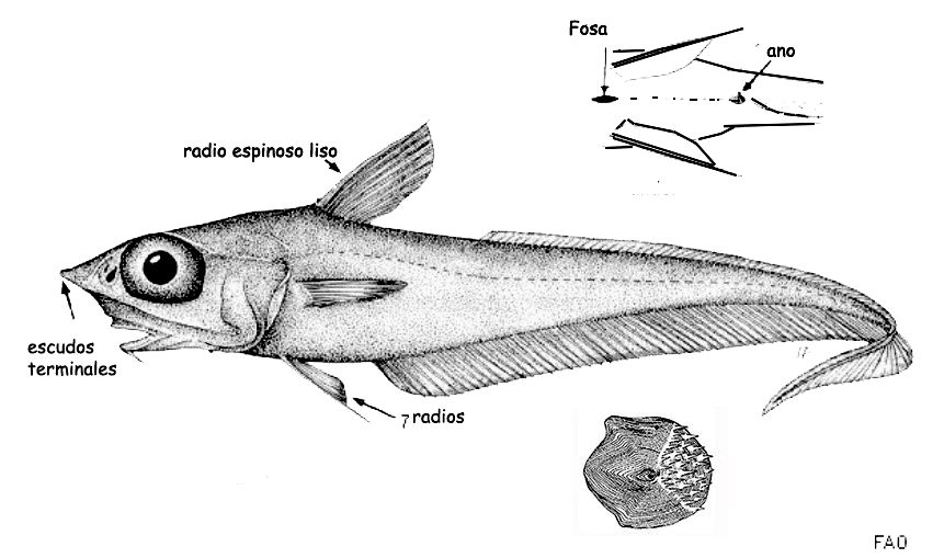 Coelorinchus caelorinchus_01
